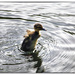 Five Little Ducks...... by megpicatilly