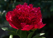 7th May 2017 - Red Peony