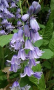 7th May 2017 - Bluebell