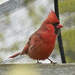 Bright Cardinal by gardencat