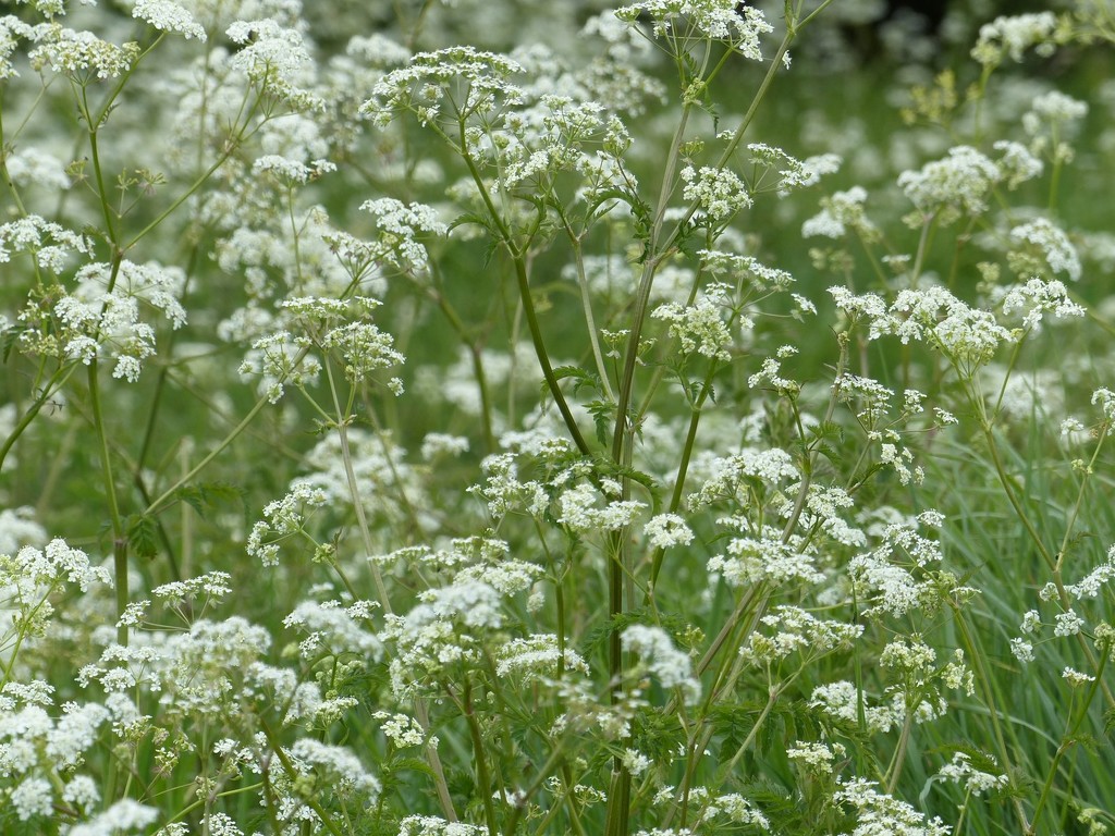 Cow Parsley  by foxes37