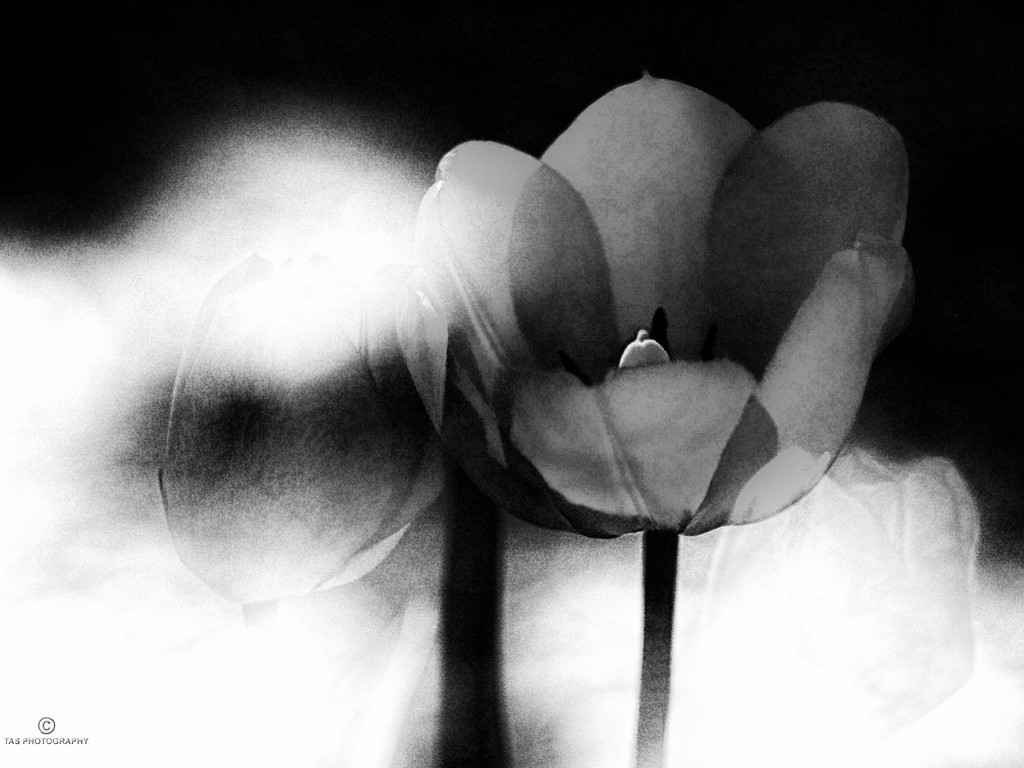 B & W Tulips by tosee