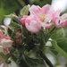 Apple Blossom by jmdspeedy