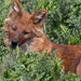 Dhole by leonbuys83