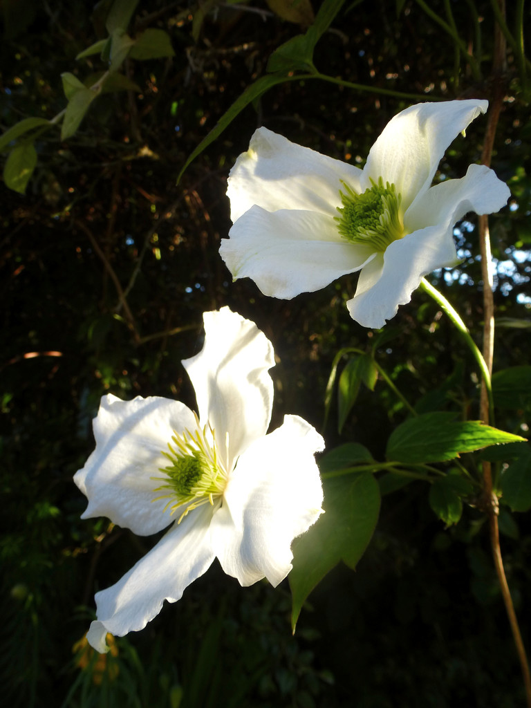 Clematis in the early evening light  ... by snowy