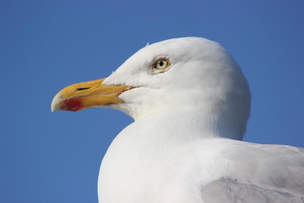 Gull in the Garden by cookingkaren