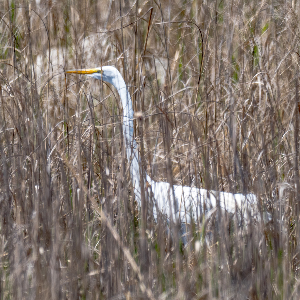 Great White Egret by rminer