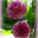 carnations by gijsje