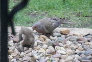 27th Apr 2017 - Mr. & Mrs. Mourning Dove
