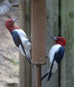 6th May 2017 - Red-headed Woodpeckers
