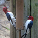 Red-headed Woodpeckers by annepann