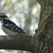 Hairy Woodpecker by annepann