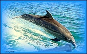 29th Apr 2017 - Dolphin Leap