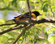 7th May 2017 - Baltimore Oriole