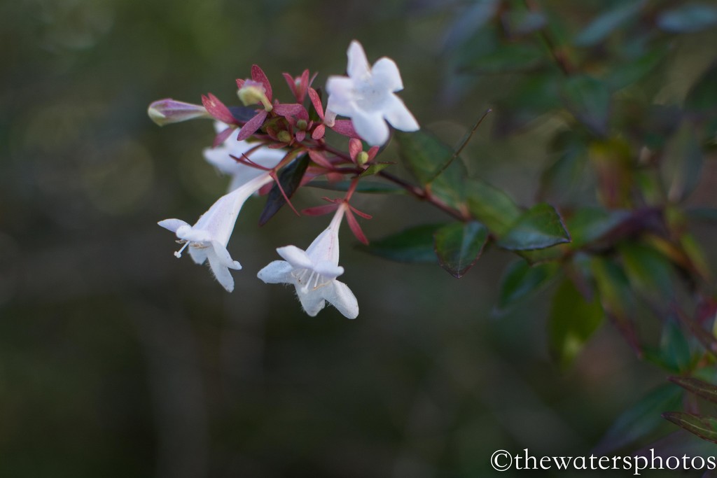 Blooming shrub... by thewatersphotos