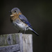 Female Bluebird by skipt07