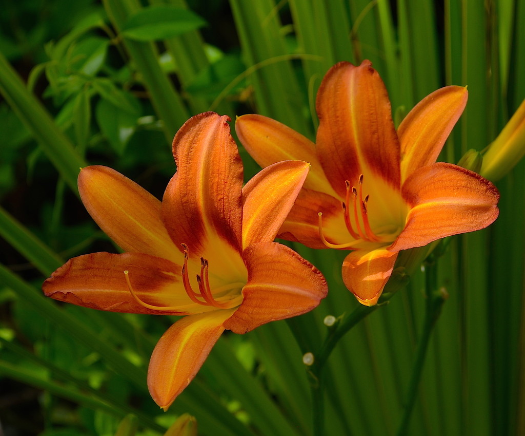 day lilies by congaree
