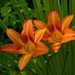day lilies by congaree
