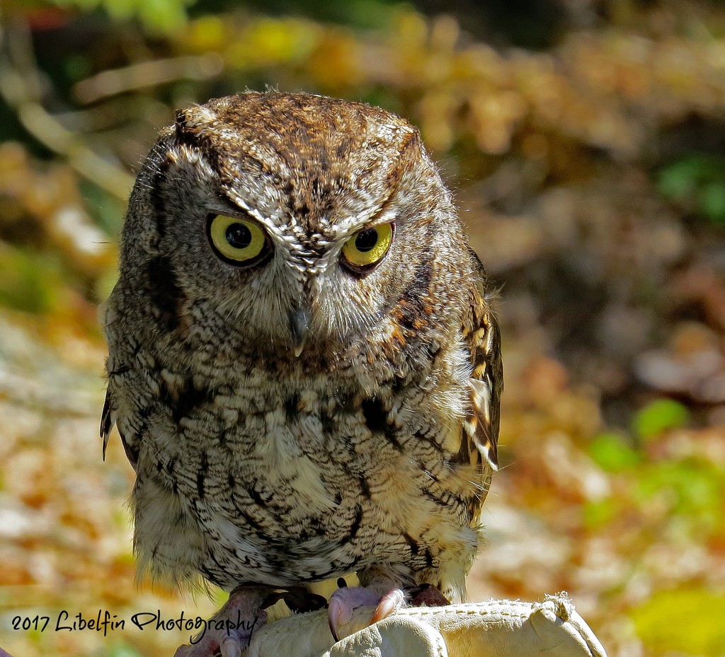 Screech Owl by kathyo