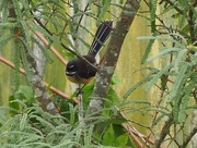 8th May 2017 - Fantail in a kowai tree