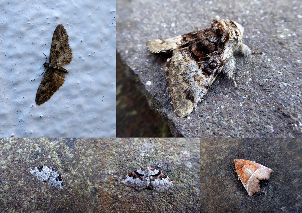 Some May moths by steveandkerry