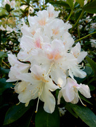 7th May 2017 - White Rhodedendrum