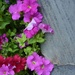 Petunias and Paving_DSC0041 by merrelyn