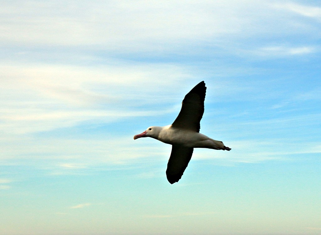 The return of the Royal Albatross by kiwinanna