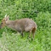 Muntjac amongst the Nettles by foxes37