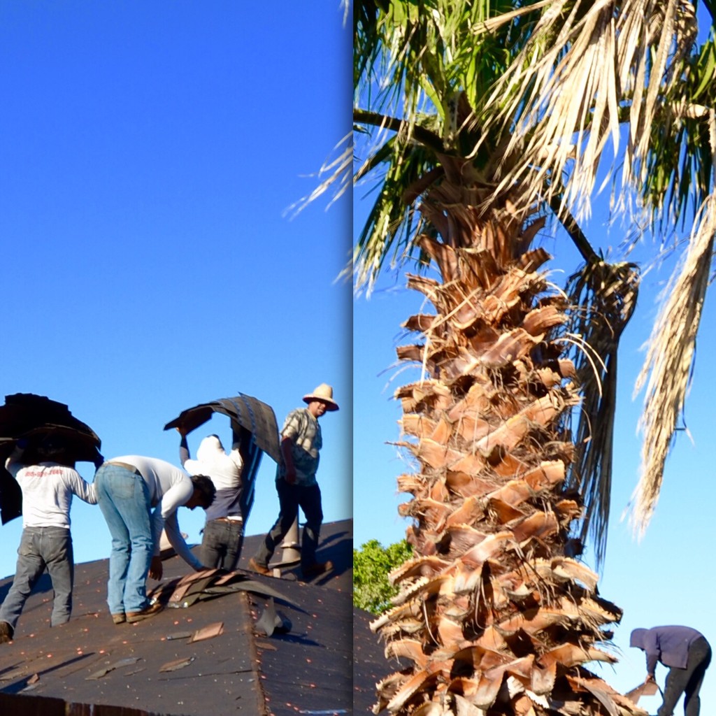 The hailstorm, the roofers and the palm tree by louannwarren