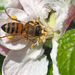 Honeybee by philhendry