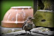 8th May 2017 - One of our little fledglings