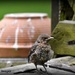 One of our little fledglings by rosiekind