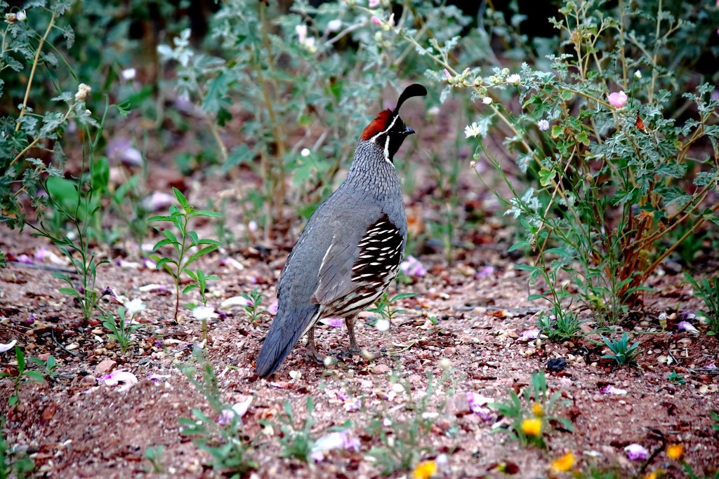 Gambel’s Quail  by blueberry1222
