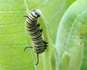 8th May 2017 - Monarch Caterpillar