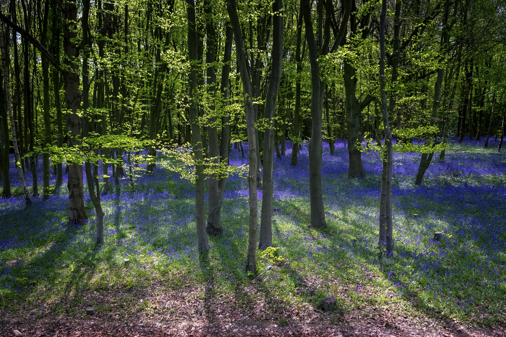 Day 124, Year 5 - Another Bluebell Shot by stevecameras
