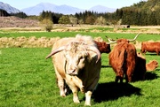 8th May 2017 - highland bull