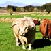 highland bull by christophercox