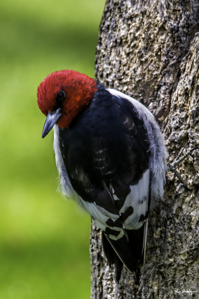 Red Headed Woodpecker by skipt07