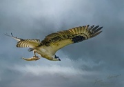 8th May 2017 - Osprey Flying with Fish with Textures 