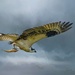 Osprey Flying with Fish with Textures  by jgpittenger