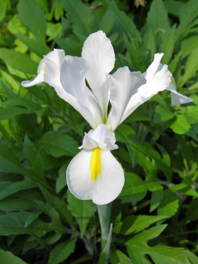 White Iris by daisymiller