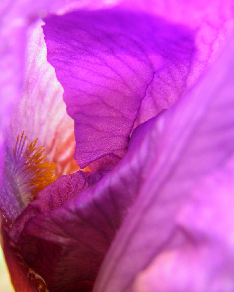 Abstract Iris by daisymiller