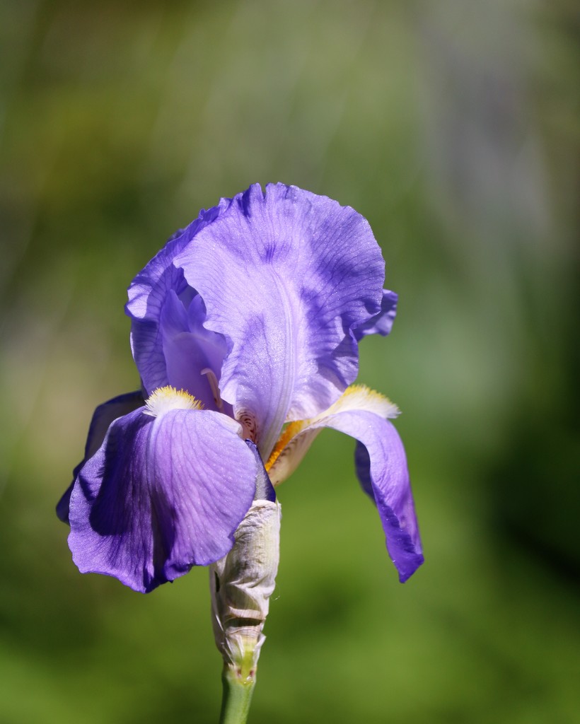 Purple Iris by daisymiller