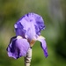 Purple Iris by daisymiller
