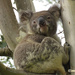 yeah I 'was' asleep ... by koalagardens