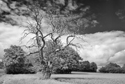 8th May 2017 - PLAY May - Sony 16mm f/2.8: Dead...
