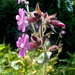 Red Campion... by snowy