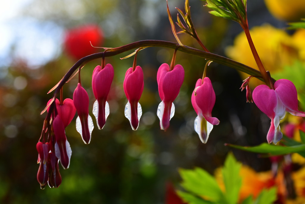 Hearts on a string by jayberg