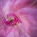 Rose Closeup by jbritt